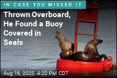 Thrown Overboard, He Found a Buoy Covered in Seals