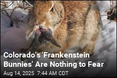 Colorado&#39;s &#39;Frankenstein Bunnies&#39; Are Nothing to Fear