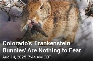 Colorado's 'Frankenstein Bunnies' Are Nothing to Fear