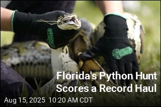 Florida&#39;s Python Hunt Scores a Record Haul