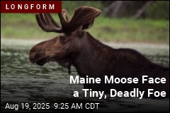 In Maine, a Push to Save Moose by Killing Them
