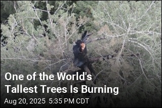One of the World&#39;s Tallest Trees Is Burning