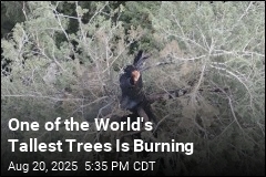 One of the World&#39;s Tallest Trees Is Burning