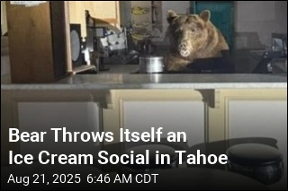 Bear Throws Itself an Ice Cream Social in Tahoe