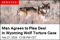 Man Accused of Showing Off Hurt Wolf in Bar, Then Killing It