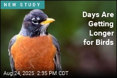 Days Are Getting Longer for Birds