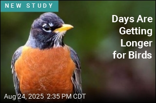 Days Are Getting Longer for Birds