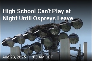 Nesting Ospreys Disrupt School&#39;s Sports Season