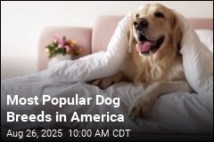 Most Popular Dog Breeds in America