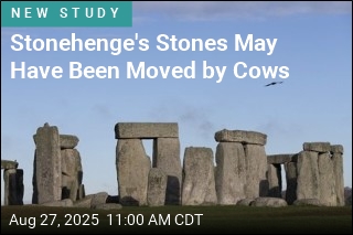 Stonehenge&#39;s Stones May Have Been Moved by Cattle