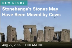 Stonehenge&#39;s Stones May Have Been Moved by Cattle