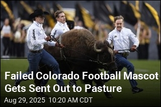 Failed Colorado Football Mascot Gets Sent Out to Pasture