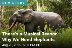 There&#39;s a Musical Reason Why We Need Elephants