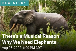 There&#39;s a Musical Reason Why We Need Elephants