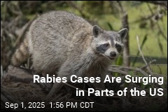 Rabies Cases Are Rising in More Than a Dozen Areas