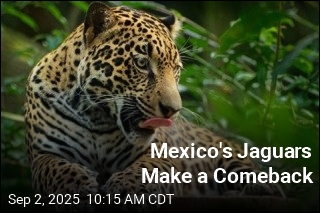 Mexico&#39;s Jaguars Make a Comeback