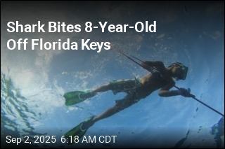 Shark Bites 8-Year-Old Off Florida Keys