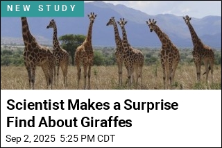 Scientist Makes a Surprise Find About Giraffes