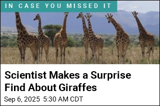 Scientist Makes a Surprise Find About Giraffes