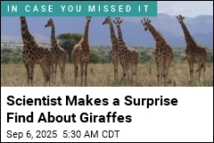 Scientist Makes a Surprise Find About Giraffes