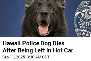 Hawaii Police Dog Dies After Being Left in Hot Car