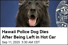 Hawaii Police Dog Dies After Being Left in Hot Car