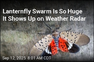 Lanternfly Swarm Is So Huge It Shows Up on Weather Radar