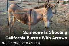 Someone Is Shooting California Burros With Arrows