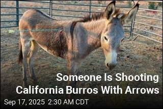 Someone Is Shooting California Burros With Arrows