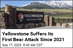 Solo Hiker Injured in Rare Bear Attack at Yellowstone