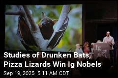 IG Nobel Winners Include Drunken Bats, Pizza Lizards