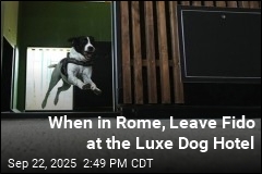 When in Rome, Leave Fido at the Luxe Dog Hotel