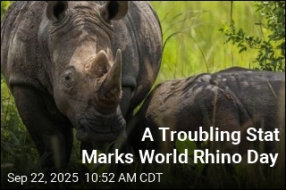 It&#39;s World Rhino Day, With Ups and Downs