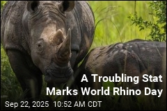 It&#39;s World Rhino Day, With Ups and Downs