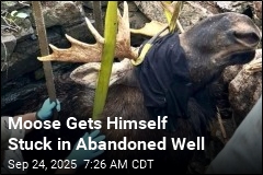 Moose Pulled From Abandoned Well in 5-Hour Rescue