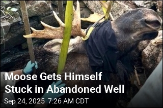 Moose Pulled From Abandoned Well in 5-Hour Rescue