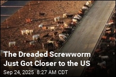 Screwworm Found Closer Than Ever to US Border