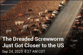 Screwworm Found Closer Than Ever to US Border