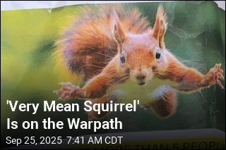 'Very Mean Squirrel' Is on the Warpath