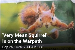 'Very Mean Squirrel' Is on the Warpath