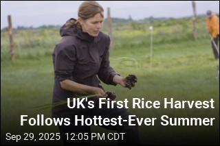 UK&#39;s First Rice Harvest Follows Hottest-Ever Summer