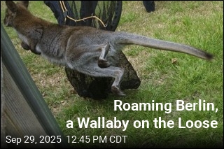 Roaming Berlin, a Wallaby on the Loose