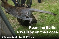 Roaming Berlin, a Wallaby on the Loose