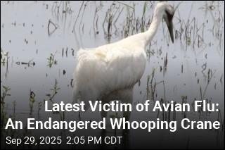 Latest Victim of Avian Flu: An Endangered Whooping Crane