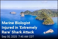 Marine Biologist Was Tagging Sharks, Got Attacked