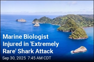 Marine Biologist Was Tagging Sharks, Got Attacked