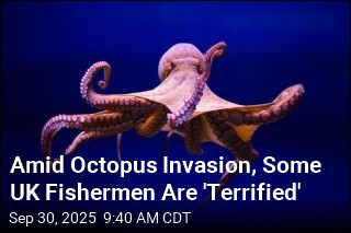 For the British, It&#39;s an Octopus Invasion