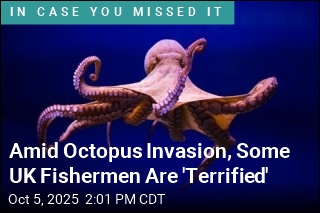 For the British, It&#39;s an Octopus Invasion