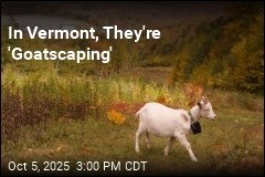 In Vermont, They&#39;re &#39;Goatscaping&#39;