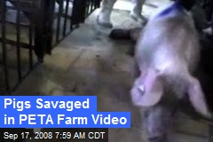 Pigs Savaged in PETA Farm Video